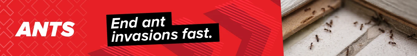 Category banner Ants