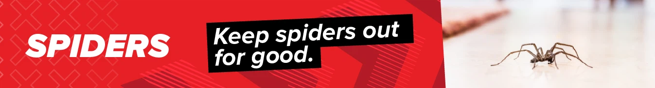 Category banner Spiders